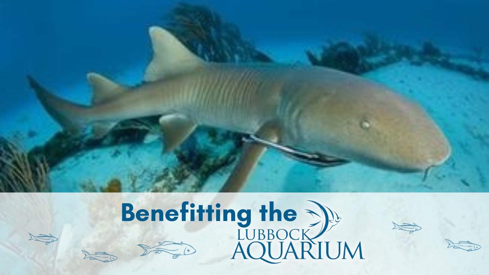 Lubbock Aquarium Presents 4th Annual PetFest 2023 Adventure Park (Click For Times) Good